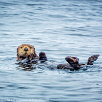 Buy canvas prints of Sea otter in Tofino, cute sea otter portrait by Delphimages Art