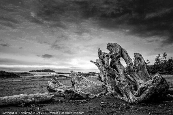 Driftwood on Chesterman beach in Tofino, Canada Picture Board by Delphimages Art
