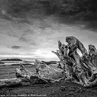 Buy canvas prints of Driftwood on Chesterman beach in Tofino, Canada by Delphimages Art