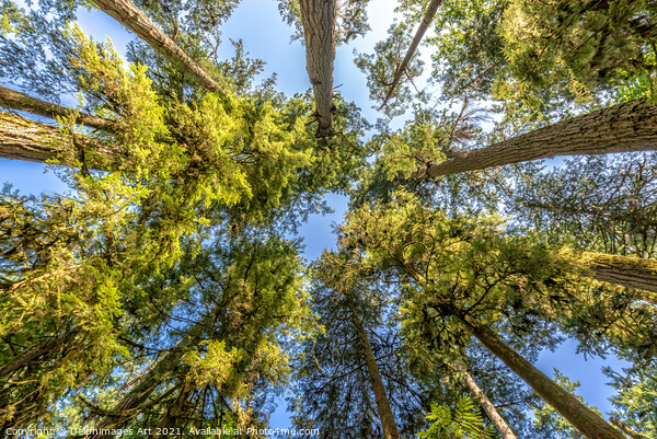 Looking up at trees in Cathedral Grove forest Picture Board by Delphimages Art