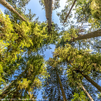 Buy canvas prints of Looking up at trees in Cathedral Grove forest by Delphimages Art