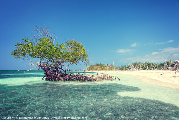 Mangrove tree on the beach of Cayo Levisa, Cuba Picture Board by Delphimages Art