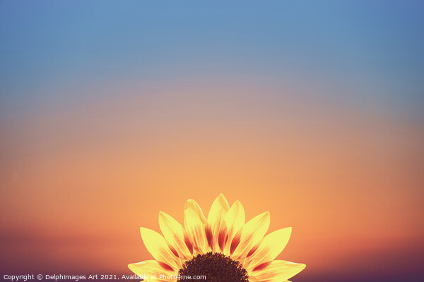 Sunflower surreal minimal sunset Picture Board by Delphimages Art