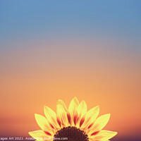 Buy canvas prints of Sunflower surreal minimal sunset by Delphimages Art