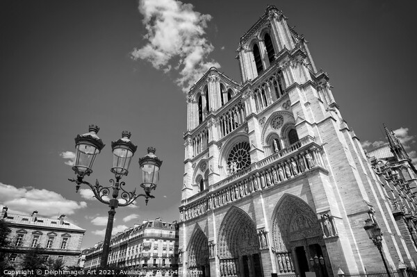 Notre Dame de Paris, black and white Picture Board by Delphimages Art