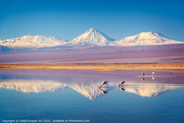 Flamingos in Atacama salar, Chile landscape Picture Board by Delphimages Art