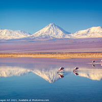 Buy canvas prints of Flamingos in Atacama salar, Chile landscape by Delphimages Art