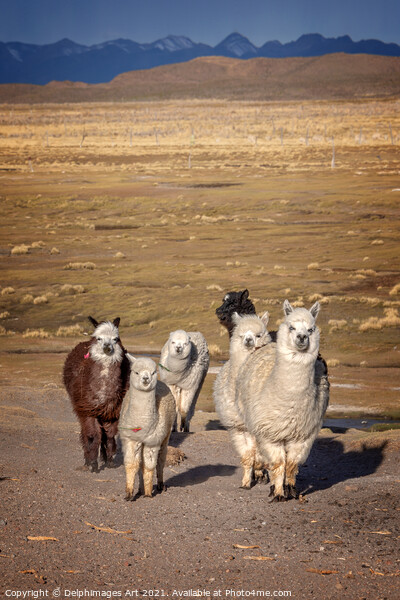 Group of curious alpacas in Bolivia, Andes Picture Board by Delphimages Art