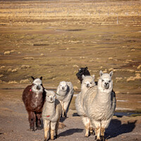 Buy canvas prints of Group of curious alpacas in Bolivia, Andes by Delphimages Art