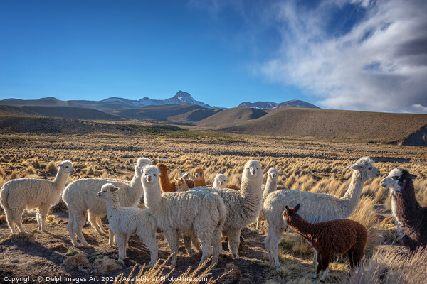 Cute curious alpacas, Bolivia landscape Picture Board by Delphimages Art
