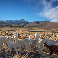 Buy canvas prints of Cute curious alpacas, Bolivia landscape by Delphimages Art