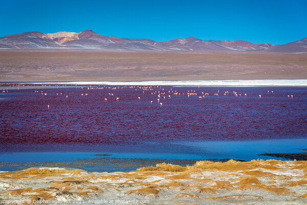 Flamingos on Laguna Colorada, Bolivia Picture Board by Delphimages Art