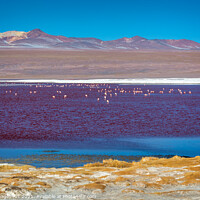 Buy canvas prints of Flamingos on Laguna Colorada, Bolivia by Delphimages Art