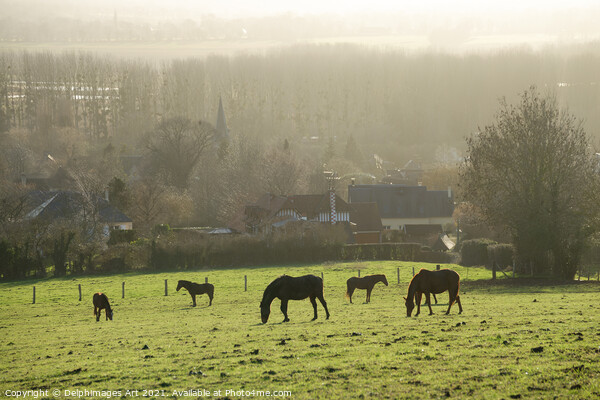 Horses grazing  in a field in winter in Normandy Picture Board by Delphimages Art