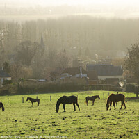 Buy canvas prints of Horses grazing  in a field in winter in Normandy by Delphimages Art
