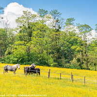 Buy canvas prints of Spring landscape with horses in a field in France by Delphimages Art