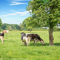 Buy canvas prints of Cows grazing on a sunny day in Normandy, France by Delphimages Art
