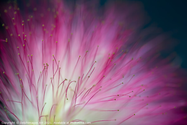 Pink mimosa tree flower close up, floral abstract Picture Board by Delphimages Art