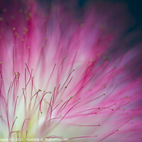 Buy canvas prints of Pink mimosa tree flower close up, floral abstract by Delphimages Art