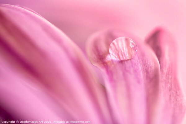 Water drop on a pink daisy, abstract floral art Picture Board by Delphimages Art