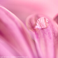 Buy canvas prints of Water drop on a pink daisy, abstract floral art by Delphimages Art