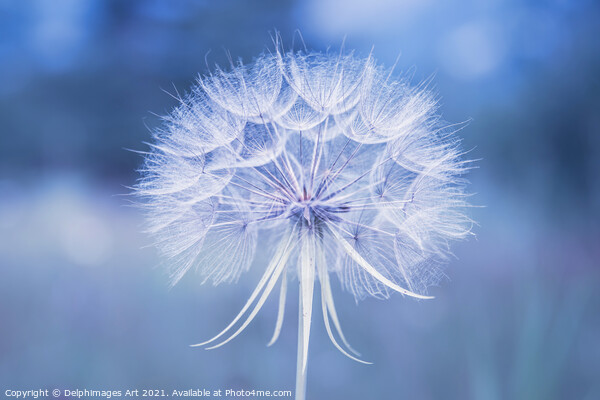 Dandelion flower close up in blue Picture Board by Delphimages Art