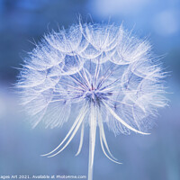 Buy canvas prints of Dandelion flower close up in blue by Delphimages Art