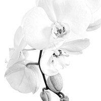 Buy canvas prints of Phalaenopsis moth orchid black and white by Delphimages Art