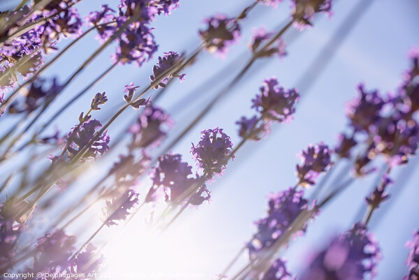 Purple lavender flowers, sun and blue summer sky Picture Board by Delphimages Art