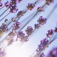 Buy canvas prints of Purple lavender flowers, sun and blue summer sky by Delphimages Art