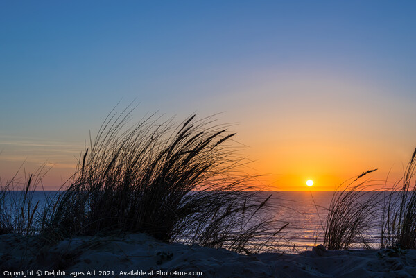 Beach grass at sunset on the atlantic ocean Picture Board by Delphimages Art