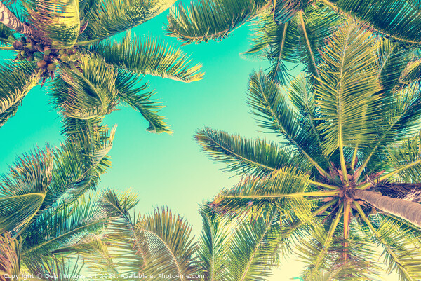 Blue sky and palm trees from below tropical summer Picture Board by Delphimages Art