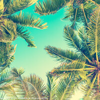 Buy canvas prints of Blue sky and palm trees from below tropical summer by Delphimages Art