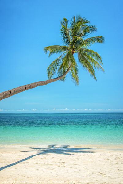 Leaning palm tree over a tropical beach Picture Board by Delphimages Art
