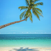 Buy canvas prints of Leaning palm tree over a tropical beach by Delphimages Art