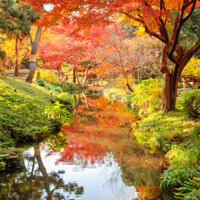 Buy canvas prints of Tokyo, Japan. Foliage in a japanese garden in autu by Delphimages Art