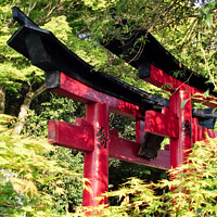 Buy canvas prints of Japanese torii gates at Fushimi Inari Kyoto, Japan by Delphimages Art