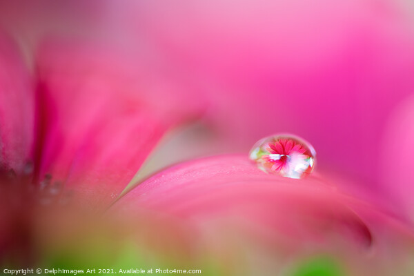 Pink daisy in a water drop, flower art Picture Board by Delphimages Art
