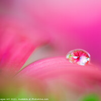 Buy canvas prints of Pink daisy in a water drop, flower art by Delphimages Art
