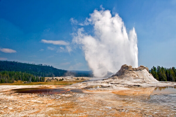 Castle Geyser in Yellowstone National Park, USA Picture Board by Delphimages Art
