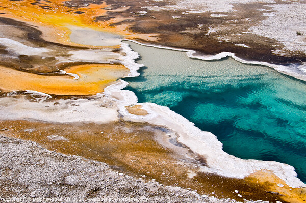 Yellowstone National Park. Hot spring, USA Picture Board by Delphimages Art