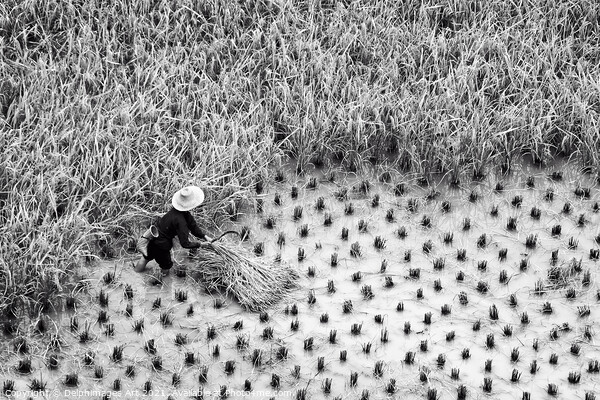 China. Farmer in a paddy rice field during harvest Picture Board by Delphimages Art