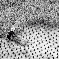 Buy canvas prints of China. Farmer in a paddy rice field during harvest by Delphimages Art