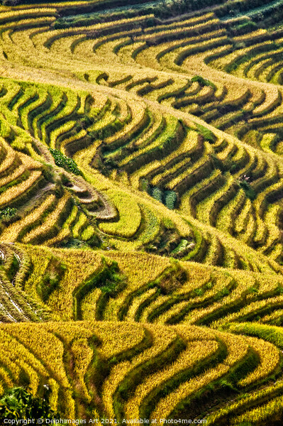  Longji rice terraces near Guilin, Guanxi China Picture Board by Delphimages Art