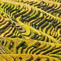 Buy canvas prints of  Longji rice terraces near Guilin, Guanxi China by Delphimages Art