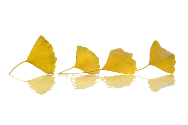 Four gingko leaves in autumn on white background Picture Board by Delphimages Art