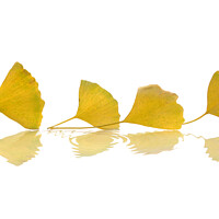 Buy canvas prints of Four gingko leaves in autumn on white background by Delphimages Art