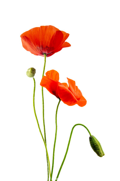 Just poppies, red wild poppy flowers on white Picture Board by Delphimages Art