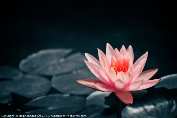 Pink water lily in a pond, selective color Picture Board by Delphimages Art