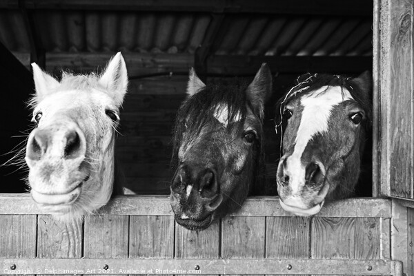 Three funny horses in their stables, fun animals Picture Board by Delphimages Art